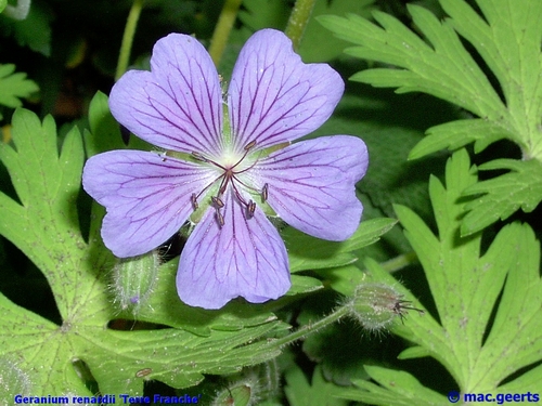 Geranium renardii 'Terre Franche'